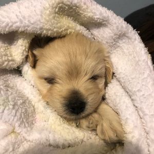 Meet your Posher, Karla